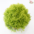 Taxus Gold P150《圆松》