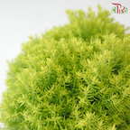 Taxus Gold P150《圆松》