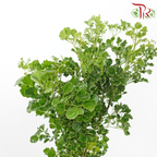 Tea Leaf Round