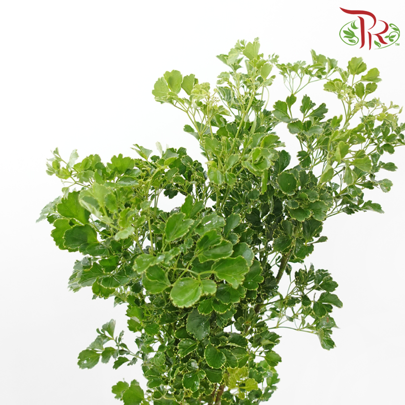 Tea Leaf Round