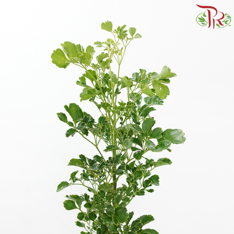 Tea Leaf Round