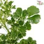 Tea Leaf Round