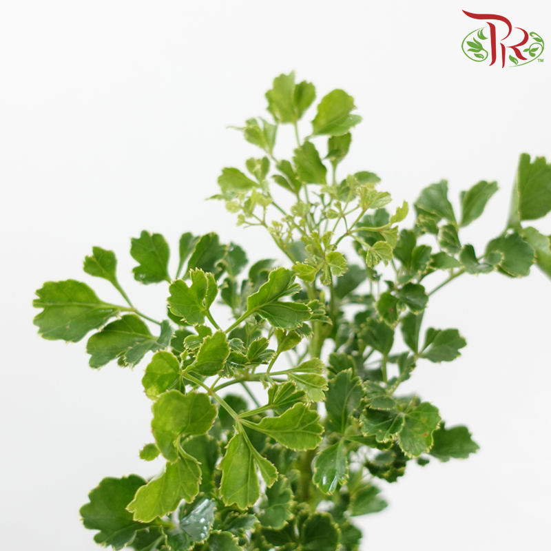 Tea Leaf Round