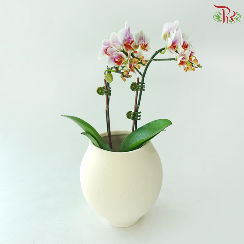 Little Orchid, Big Thanks (Super Mini Phalaenopsis + Pot Combo) (Random Choose Orchid Color)