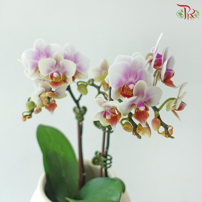 Little Orchid, Big Thanks (Super Mini Phalaenopsis + Pot Combo) (Random Choose Orchid Color)