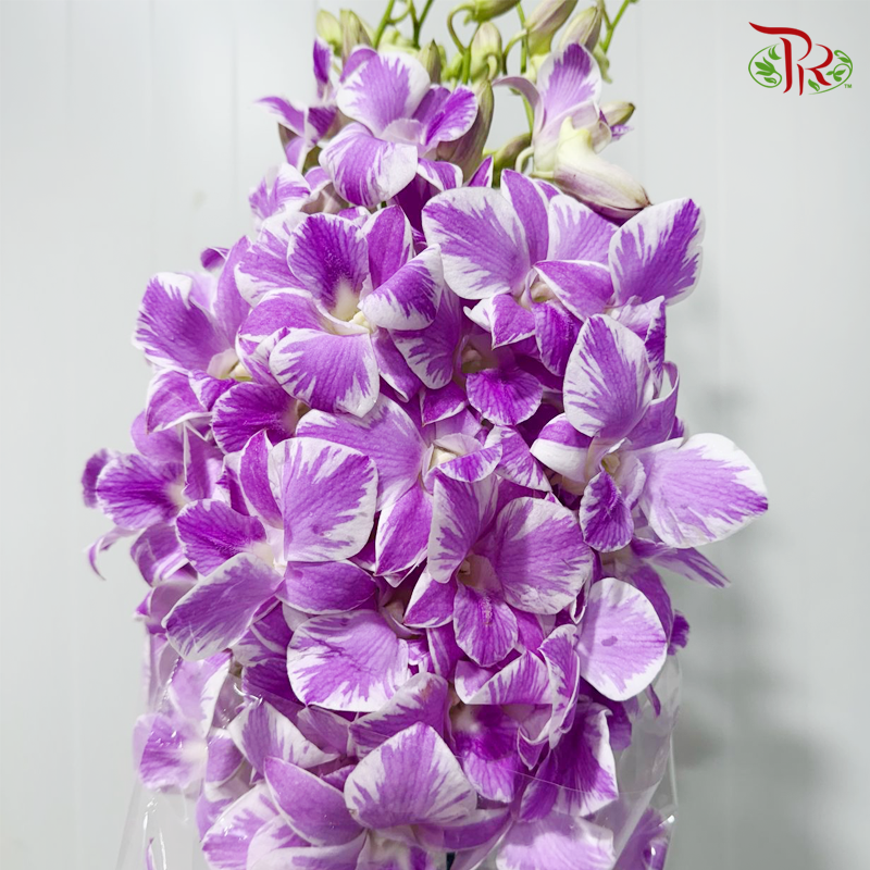 Dendrobium