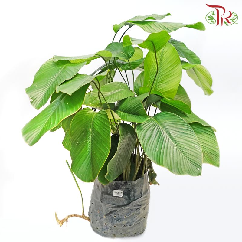 Thaumatococcus《西非竹竽》 - Pudu Ria Florist