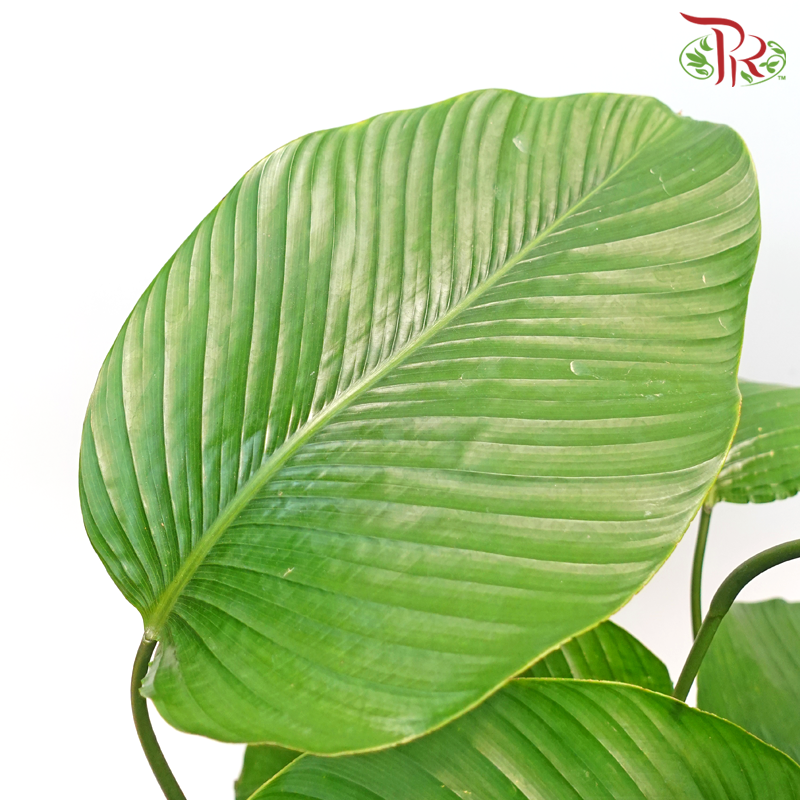 Thaumatococcus《西非竹竽》 - Pudu Ria Florist