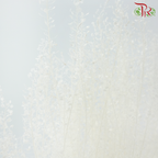 Dry Thlaspi