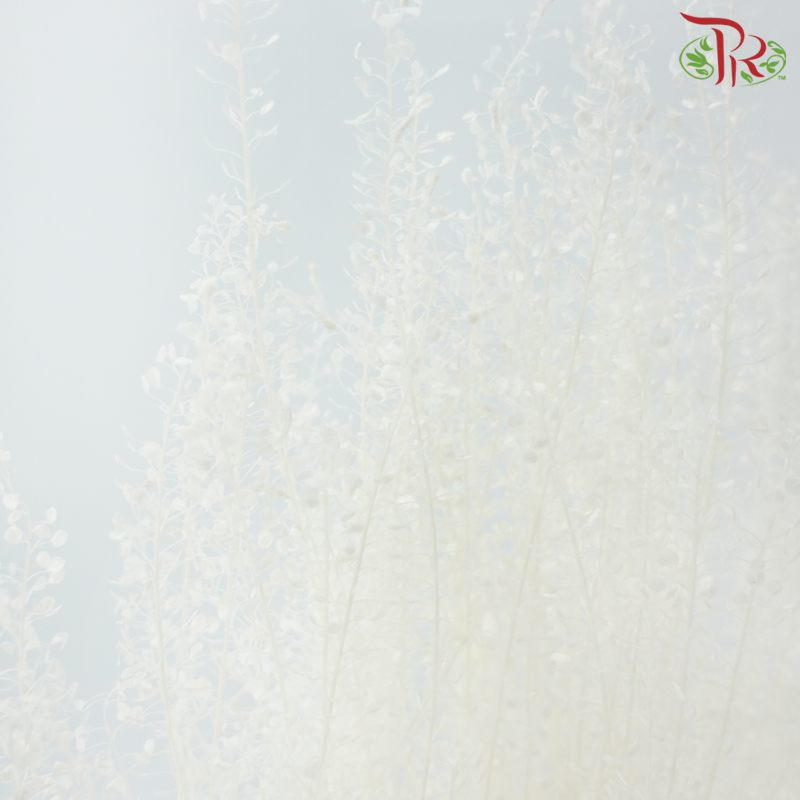 Dry Thlaspi