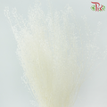 Dry Thlaspi