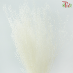Dry Thlaspi