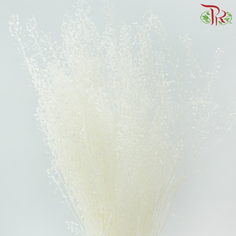 Dry Thlaspi