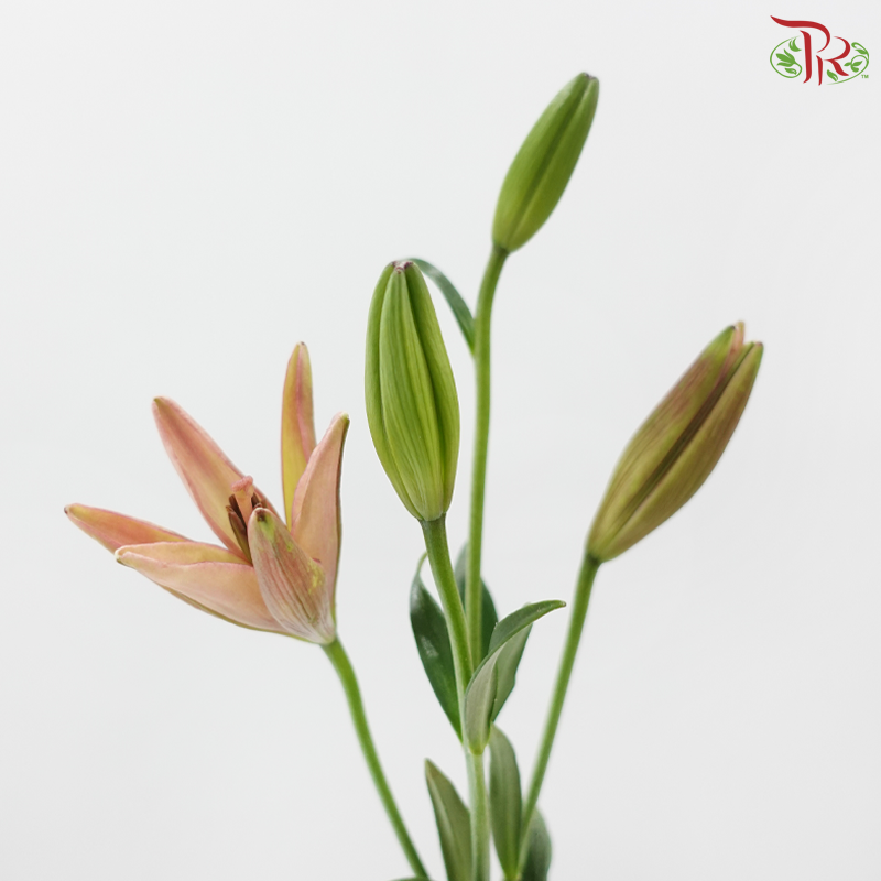 Tiger Lily 4+
