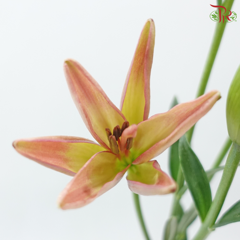 Tiger Lily 4+
