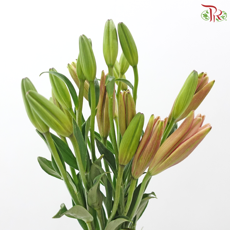 Tiger Lily 4+