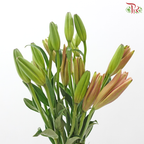Tiger Lily 4+