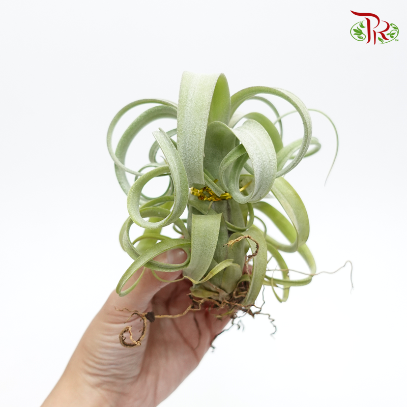 Tillandsia Curly Slim 《克利史林母空氣鳳梨》 - Pudu Ria Florist