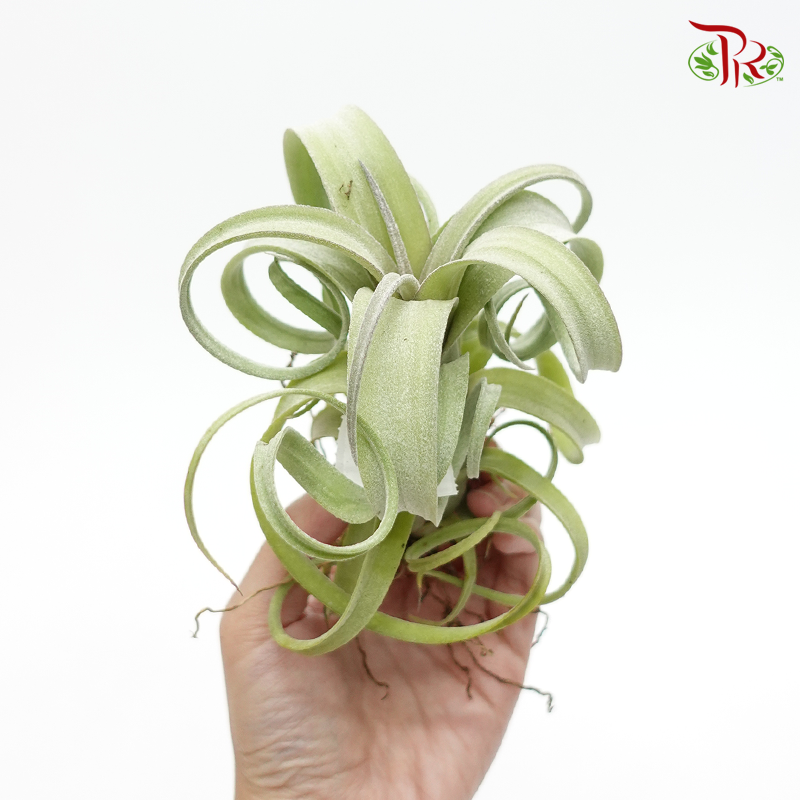 Tillandsia Curly Slim 《克利史林母空氣鳳梨》 - Pudu Ria Florist