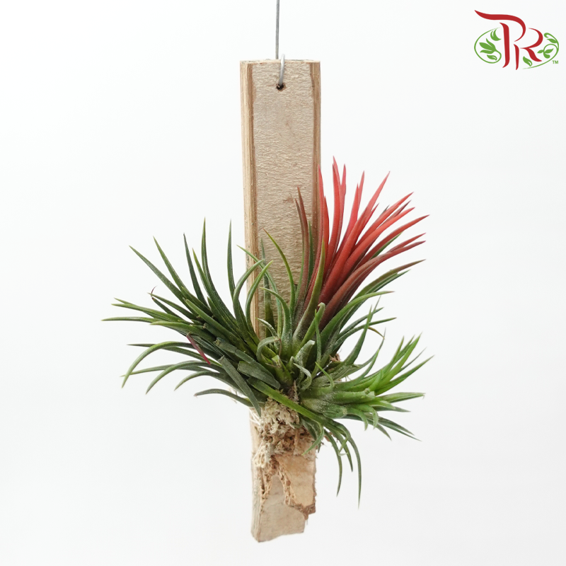 Tillandsia Ionantha (Hanging) 《小精灵凤梨》(Random Choose Color)