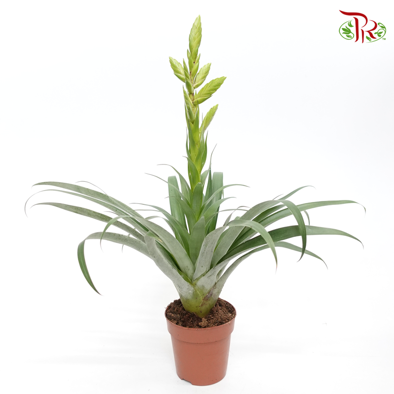 Tillandsia Oerstediana  《空气凤梨》 - Pudu Ria Florist