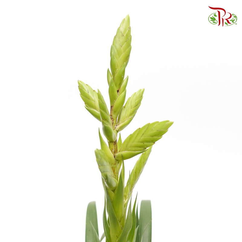 Tillandsia Oerstediana  《空气凤梨》 - Pudu Ria Florist