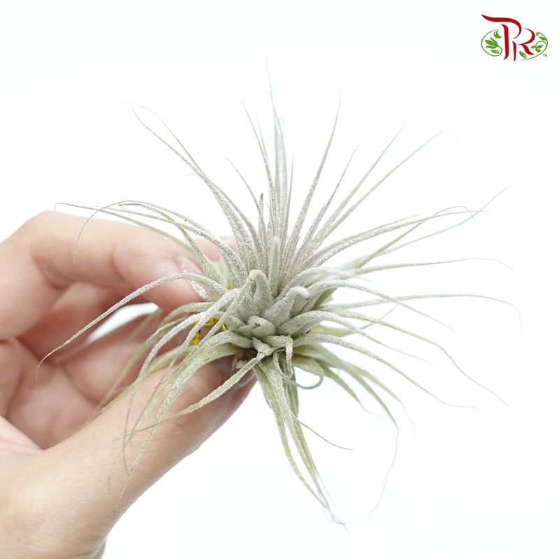 Tillandsia spp  《空气凤梨》 - Pudu Ria Florist