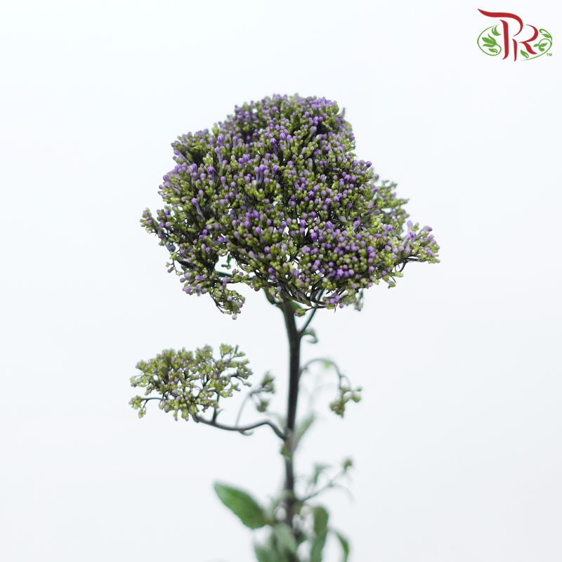 Trachelium 《蓝花参》