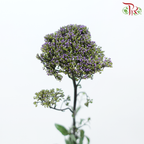 Trachelium 《蓝花参》