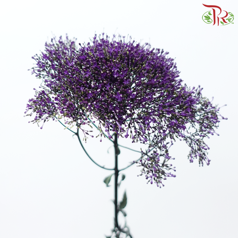 Trachelium 《蓝花参》