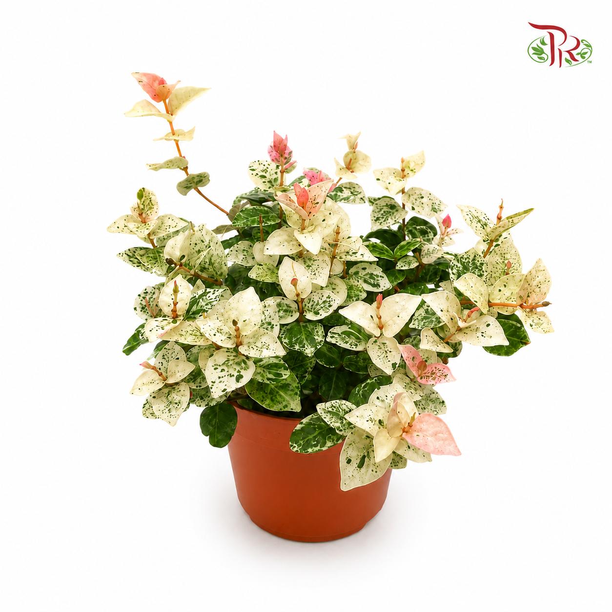 Asiatic Jasmine Variegated (P110)