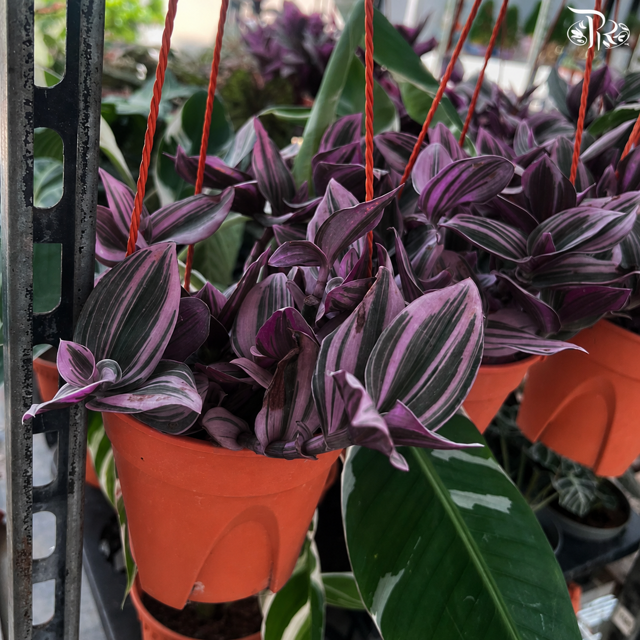 Tradescantia  150P (J01)