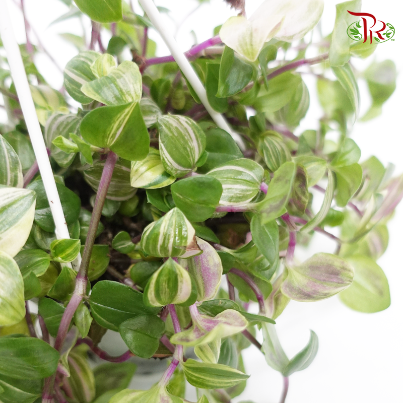 Tradescantia Flum Quadricolour 《四色白花紫露草》 - Pudu Ria Florist