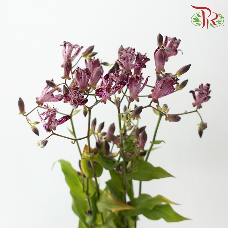 Tricyrtis