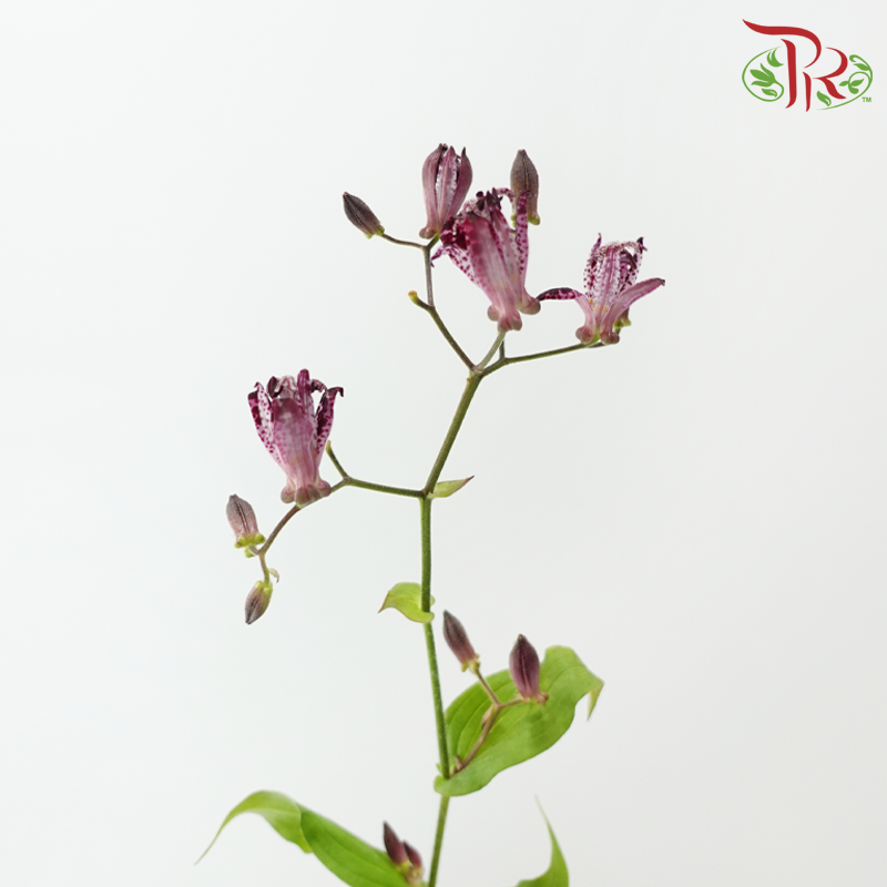 Tricyrtis