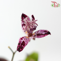 Tricyrtis