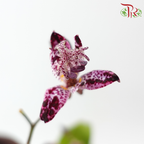 Tricyrtis