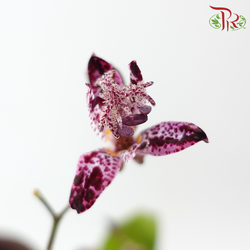 Tricyrtis