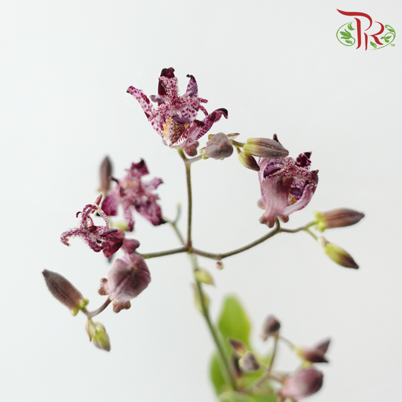 Tricyrtis