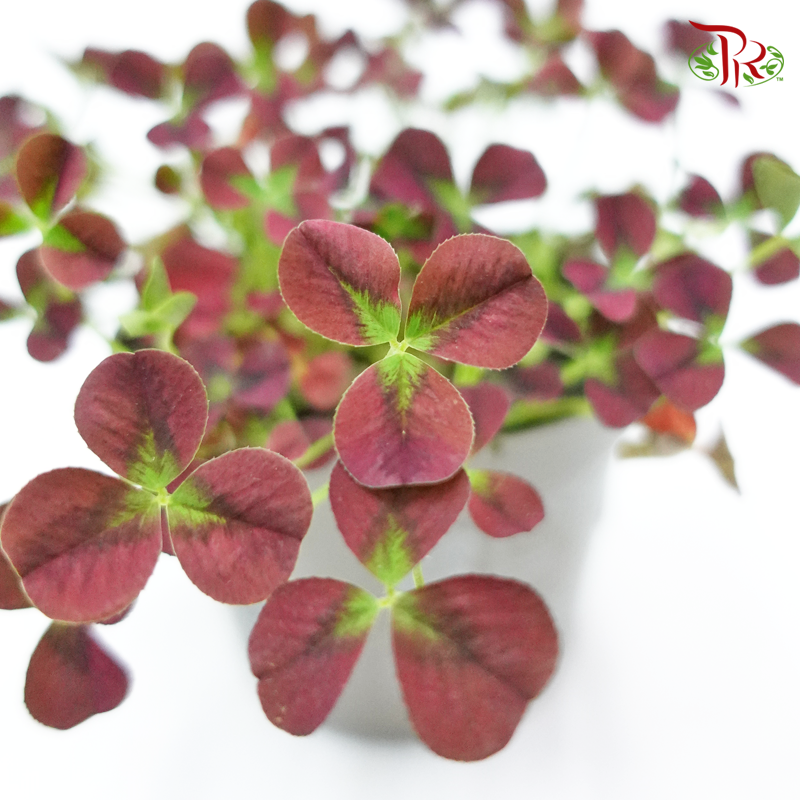 Trifolium Repens Isabella 《三葉草》 - Pudu Ria Florist