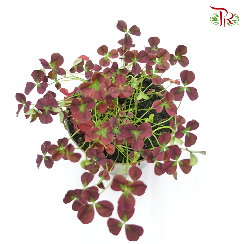 Trifolium Repens Isabella 《三葉草》 - Pudu Ria Florist
