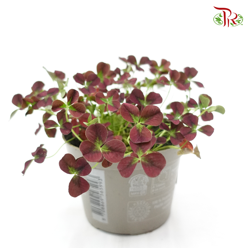 Trifolium Repens Isabella 《三葉草》 - Pudu Ria Florist