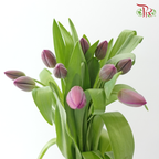 Tulip