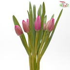 Tulip 《郁金香》