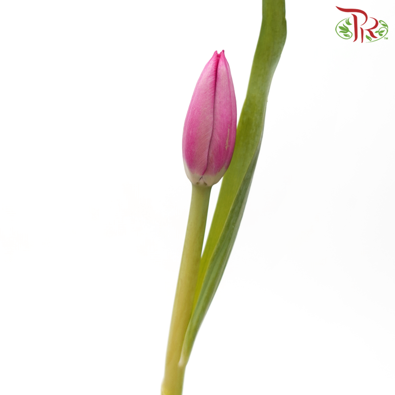 Tulip 《郁金香》