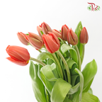Tulip