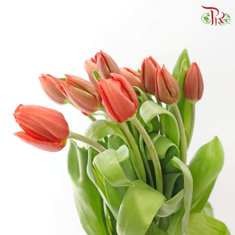 Tulip