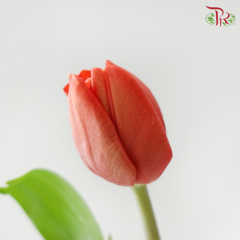 Tulip