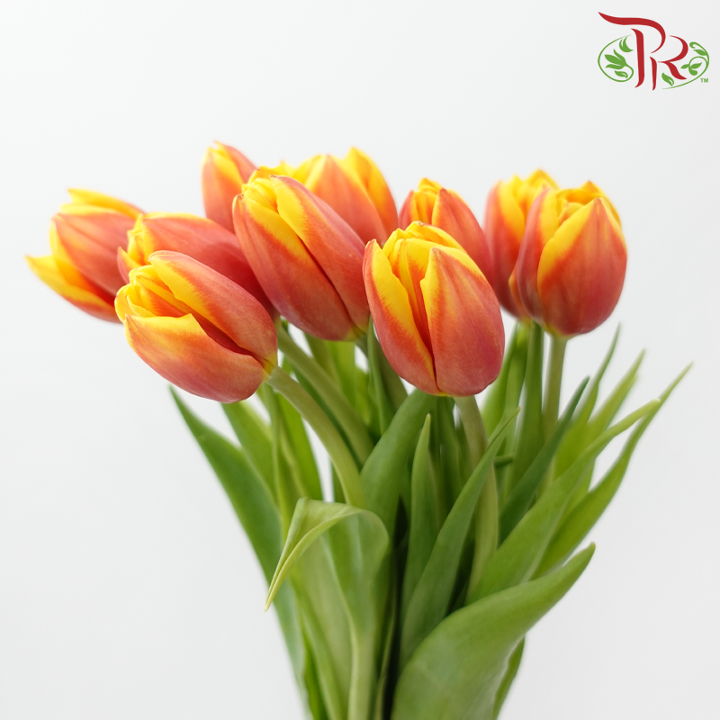 Tulip