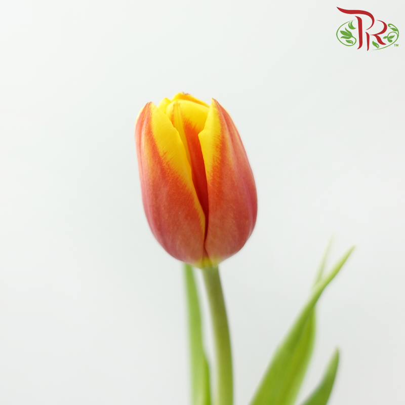 Tulip